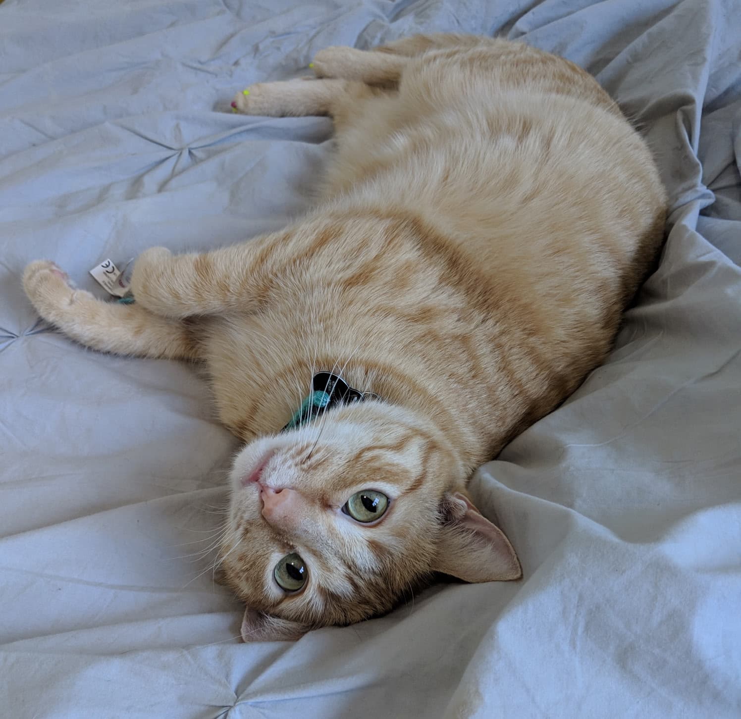 Pounce